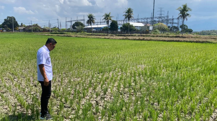 Kekeringan, 47,1 Hektar Sawah di Jembrana Alami "Puso"