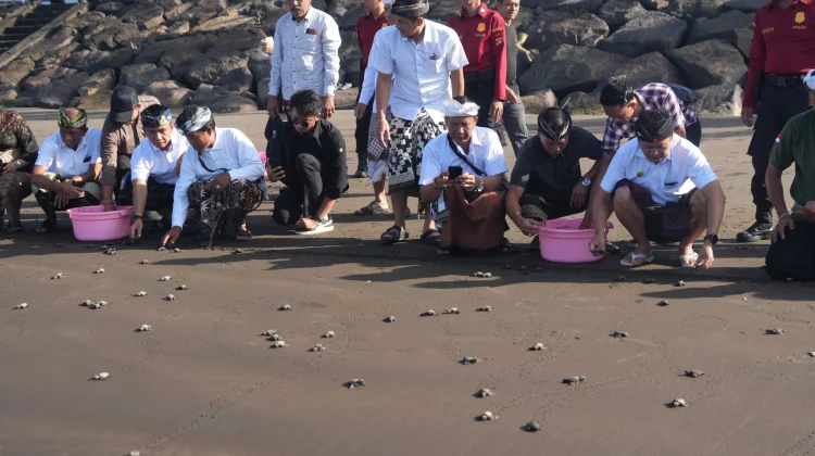 Peringati Tumpek Kandang, 200 Tukik Dilepas di Perancak