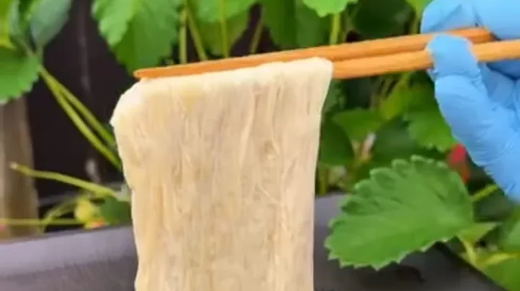 Yuba, Kulit Susu Kedelai yang Kaya Protein dan Serbaguna