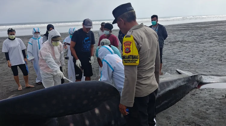 Hiu Paus 8 Meter Ditemukan Terdampar di Pengeragoan