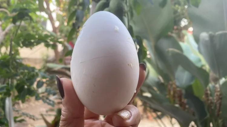 Khasiat Super Telur Angsa dan Batasan Konsumsinya