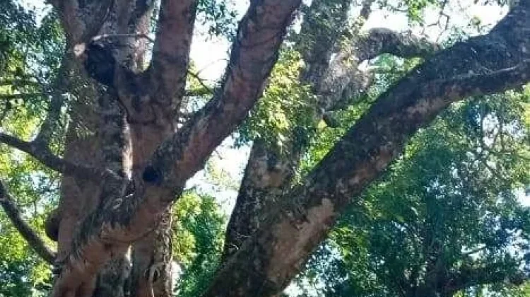 Tak Hanya Mistis, Ini Alasan Daun Beringin Jadi Sarana Wajib Upacara Besar di Bali