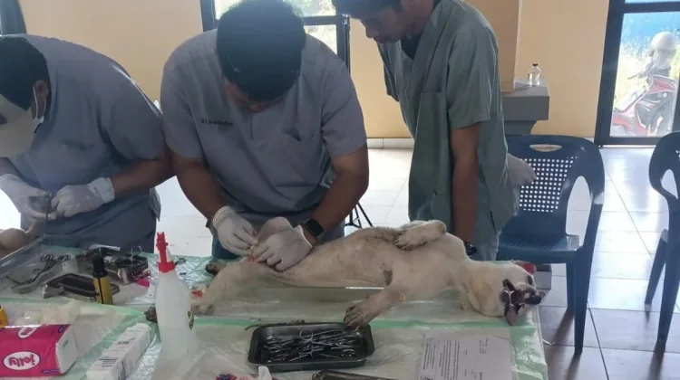 Sterilisasi dan Vaksin Rabies Gratis Sasar Anjing Warga Desa Gobleg