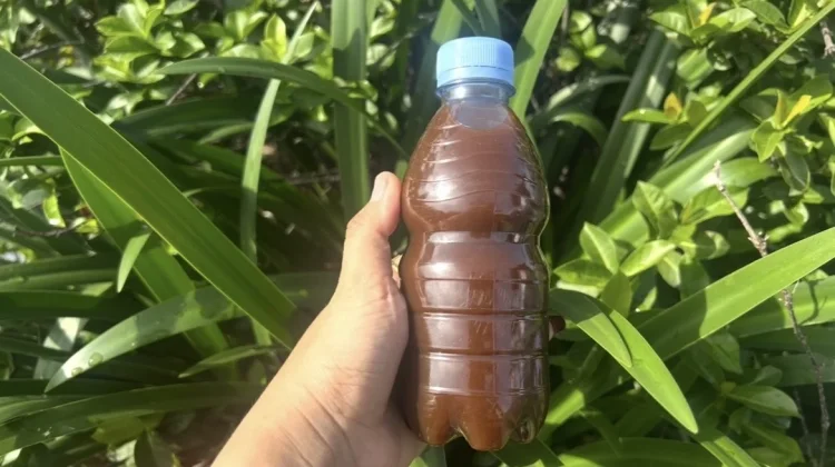 Masih Bingung? Begini Langkah-Langkah Membuat Eco Enzyme Sendiri di Rumah