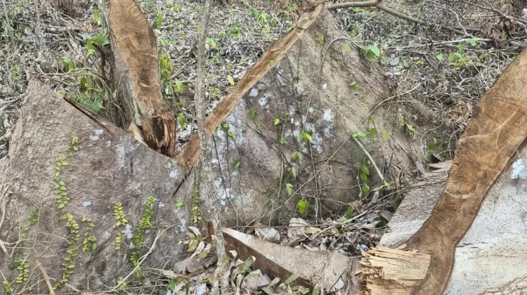 Polres Jembrana Dalami Dugaan Penebangan Pohon di Hutan Berangbang