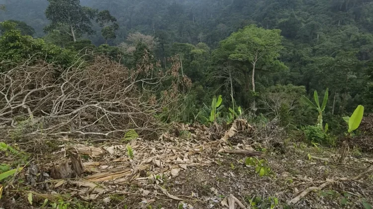 Viral di Media Sosial, Polisi Tetapkan Dua Tersangka Pembalakan Liar di Hutan Awen
