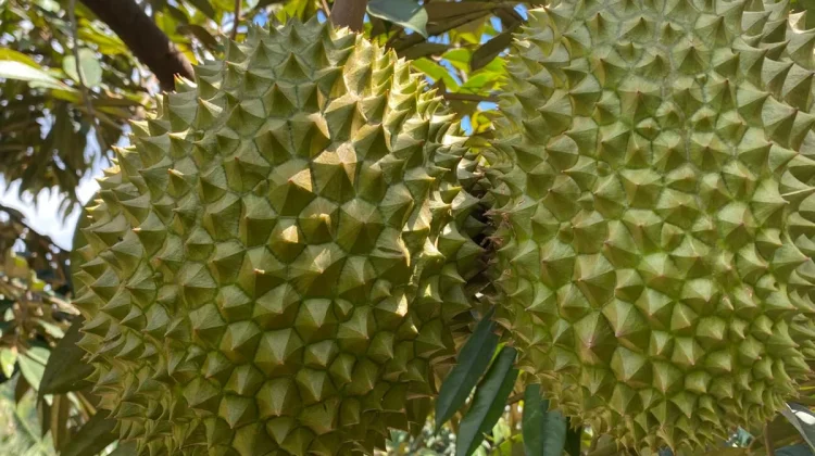 Durian Lokal Buleleng Siap Tembus Pasar Premium