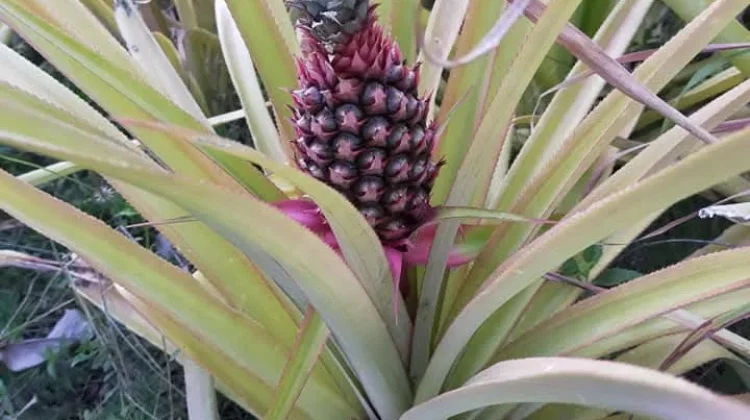 Rahasia Sehat Buah Nanas Menurut Medis Modern dan Lontar Taru Pramana