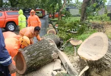 Pohon Tumbang Sempat Tutup Jalur Denpasar-Gilimanuk