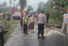 Pohon Tumbang Tutup Jalur Singaraja–Gilimanuk, Satu Orang di Larikan ke Rumah Sakit