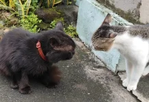 Dracing di Dunia Nyata