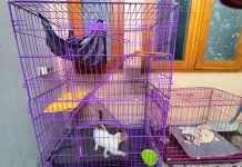 Kandang untuk Kucing Rumahan