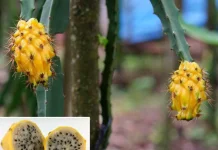 Buah Naga Kuning: Si Manis Eksotis yang Kaya Manfaat