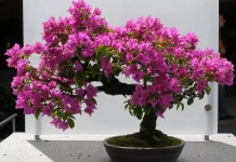 Usaha Kembang Kertas dari Hobi Jadi Hoki