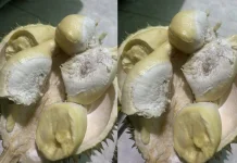 Ini Loh Manfaat Durian untuk Kesehatan