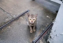 Hari Penyelamatan Kucing Internasional, Peringatan 2 Maret