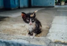 Sejarah Peringatan Hari Penyelamatan Kucing Internasional