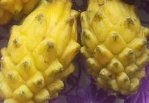 Dari Amerika Selatan, Ini Asal Buah Naga Kuning