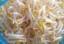 Tauge Mentah dikonsumsi? Berikut Manfaat dan Resikonya