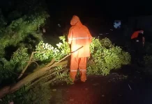 Cuaca Ekstrem Picu Sejumlah Pohon Tumbang di Jembrana