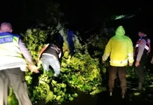 Hujan Deras dan Angin Kencang Dua Pohon Besar Tumbang di Buleleng Bali.