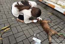 Diduga Rabies, Anjing Liar Gigit 15 Warga di Pasar Buleleng