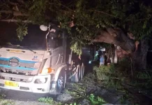 Angin Kencang Tumbangkan Pohon 25 Meter, Timpa Truk Kontainer dan Tutup Akses Jalan