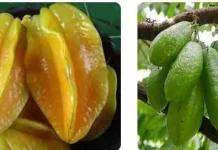 Belimbing Buah dan Belimbing Sayur, Apa Bedanya?