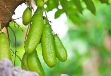 Belimbing Sayur, Buah Asam yang Kaya Manfaat