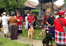 Mapepade, Ritual Pembersihan Hewan Kurban di Desa Adat Buleleng