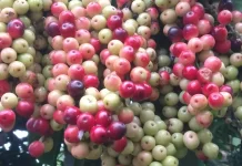 Buah Boni dan Segudang Manfaatnya untuk Kesehatan