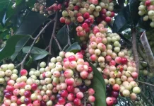 Cara Mengolah Buah Boni Menjadi Aneka Hidangan Lezat