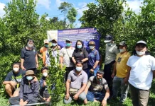 Strategi Teknologi Stabilisasi Bioaktif Kulit Jeruk Siam Kintamani