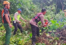 Jalan Denpasar-Gilimanuk Sempat Terhalang Pohon Tumbang di Melaya