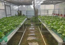 Urban Farming di Perkotaan Meningkat Dukung Ketahanan Pangan Lokal