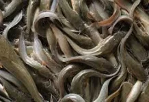 Untung Mengalir dari Kolam: Rahasia Sukses Budidaya Lele