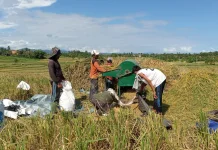 Cuaca Ekstrem Melanda, Belasan Hektare Sawah di Jembrana Roboh