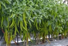 Cabe Ijo: Si Hijau Menggiurkan Peluang Cuan dari Kebun Sendiri