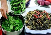Sayur Daun Pepaya: Pahitnya Bikin Nagih, Khasiatnya Bikin Sehat