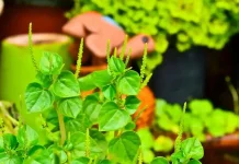 Daun Sirih Cina: Tanaman Sederhana dengan Segudang Manfaat yang Menakjubkan