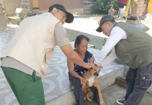 Tim Vaksinasi Dikerahkan, Kasus Rabies Jembrana Dikendalikan