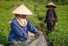 Biaya Produksi Jadi Faktor Penekan Nilai Tukar Petani