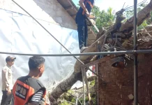 Dapur Warga di Pohsanten Hancur Tertimpa Pohon
