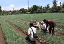 Produktivitas Bawang di Buleleng Menurun, Pemkab Dorong Penguatan Sarana