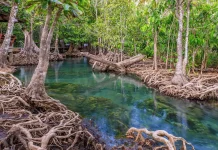 Peran Kolaborasi Jadi Kunci Pelestarian Mangrove di Bali