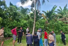 Jatuh dari Pohon Kelapa, Warga Melaya Meninggal