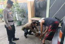 Cegah Rabies, Distankan Buleleng Intensifkan Layanan Vaksinasi