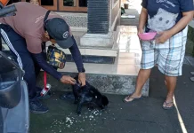 Kasus Gigitan Anjing di Jembrana Masih Tinggi, Vaksinasi Digencarkan