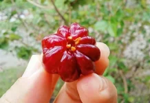 Pesona Dewandaru: Buah Surga yang Sarat Makna dan Manfaat