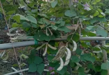 Kacang Kara: Si Sederhana yang Kaya Manfaat dan Nutrisi